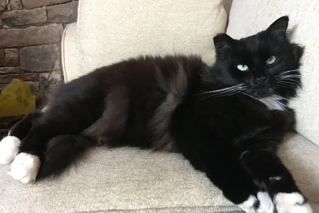 Skippy, a black and white cat, indoors