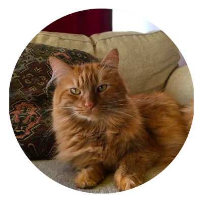 A large orange cat sitting on a beige cushioned chair