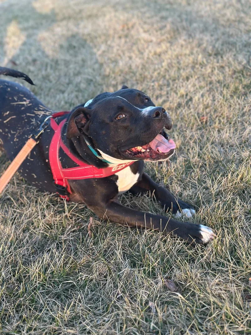 A smiling black and white dog with a red harness